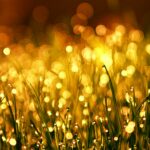 Captivating golden bokeh effect on dewy grass in the morning light, creating a warm and dreamy atmosphere.